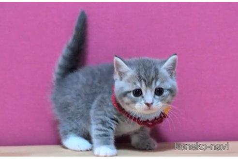 成約済の東京都のスコティッシュフォールド-104743の4枚目